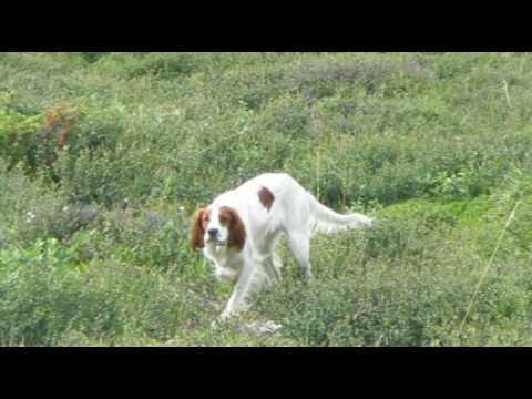 Irsk Rød og Hvit Setter treff på Hjerkinn 31.juli - 2.august 2009 Irish ...