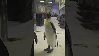 The Pinguins. Australia. by Duggan freddy 13 views 5 days ago 1 minute, 1 second