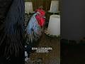 How Is The Rooster We Saved Doing? #rooster