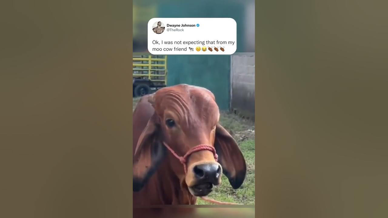 Dwayne 'The Rock' Johnson Reacts to Cow Doing His Iconic Eyebrow Raise