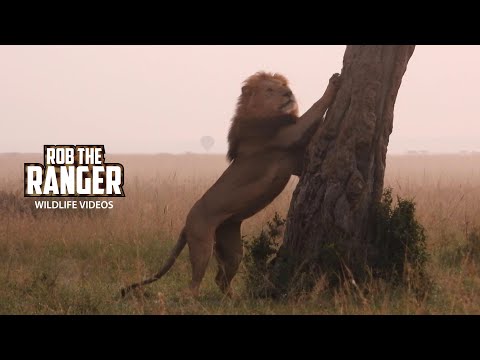 Lions In The Morning Mist | Lalashe Maasai Mara Safari  @robtheranger