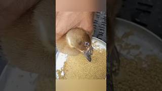 🚨 Duck Farming वालों के लिए VIP WhatsApp Group | सिर्फ 30 लोगों की Entry!