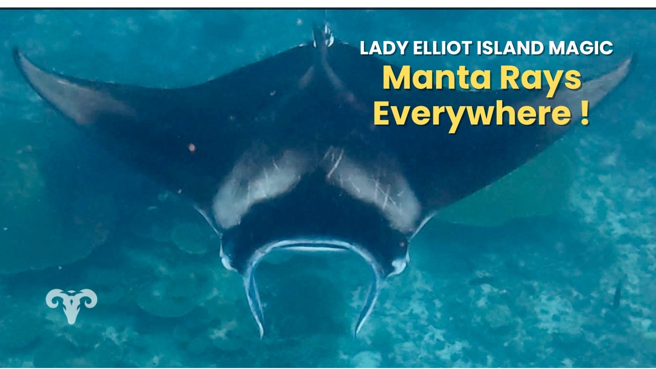 ⁣Manta Rays Everywhere ! Lady Elliot Island Magic (Ep.69) | Sailing ARGO