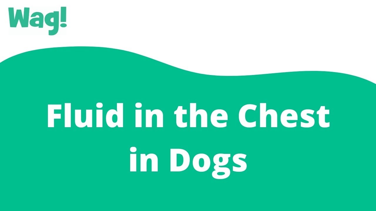 Fluid in the Chest in Dogs Wag! YouTube