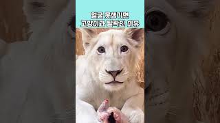 얼굴 면접 보고 입사한다는 동물계의 '얼굴 천재' 고양이과 라인업 🐯🐱 #고양이 #꿀템#shorts @심쿵댕