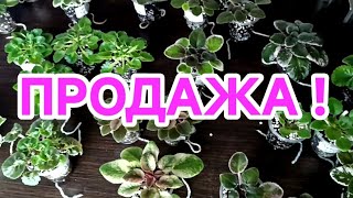 картинка: ПРОДАЖА ФИАЛОК! ОНЛАЙН МАГАЗИН.