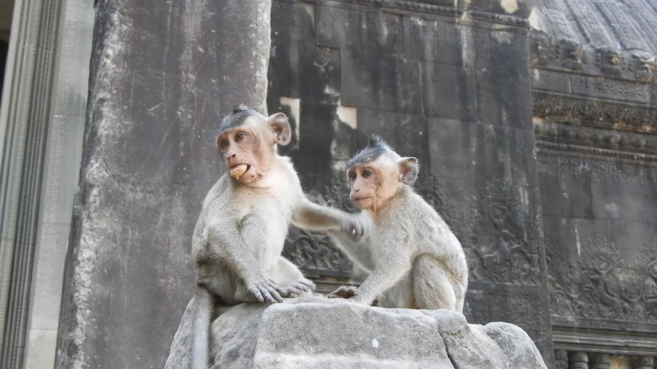 Lovely Little beggars! orphaned monkey Copper,Pinky Mona and their friends