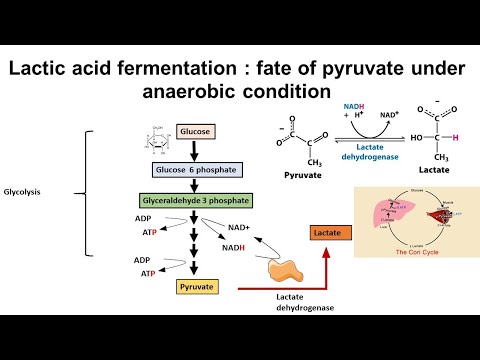 Lactic acid fermentation : fate of pyruvate under anaerobic condition