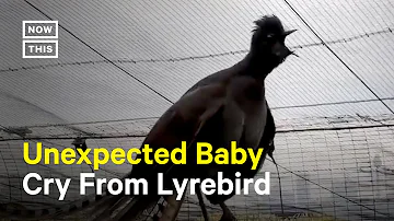 Lyrebird Mimics Baby Crying