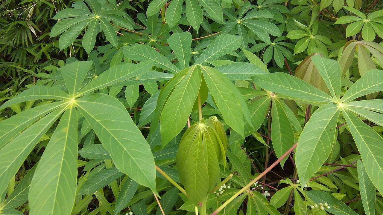  Manfaat  dan Khasiat Daun  Singkong  untuk  Pengobatan 