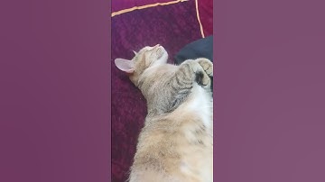 Meow 🐱 #shorts #trending #viral #memes #cat #cute #fyp #random #repost #video #youtube #malaysia