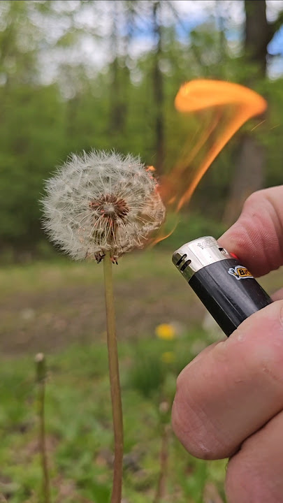 Download lagu Survival food - dandelion seeds