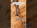 It’s termite swarm season