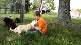 Shelby's Puppy #8