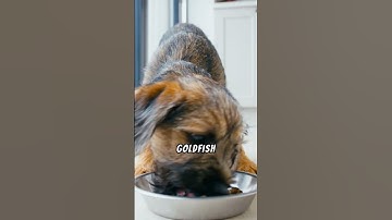 Do Goldfish Really Have a 3-Second Memory? 🐟 Myth or Fact #mythorfact #facts #naturemyths