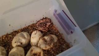 2018 Ball Python Clutch #3! Proving Possible Hets is Exciting! - Part 2