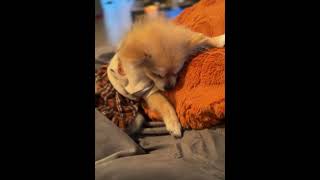 Cute Dog Tries to Avoid Sleeping! #animals