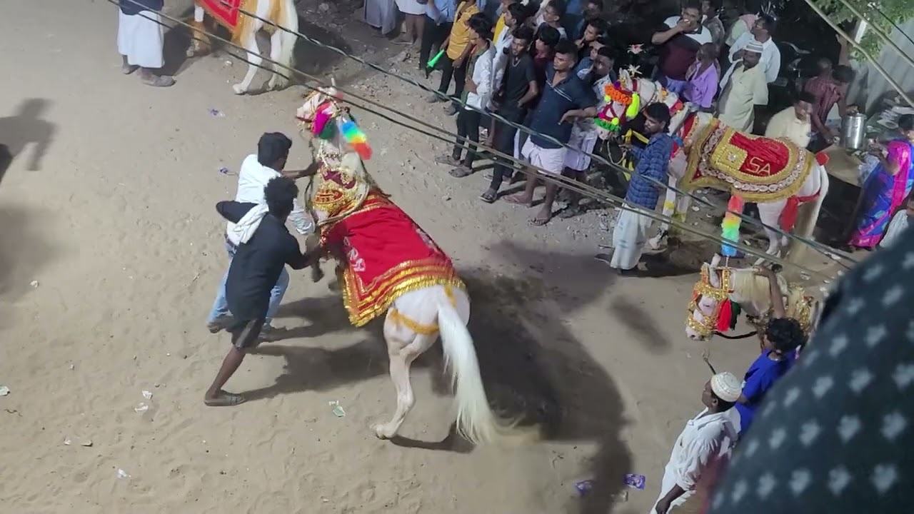 😮 ஏர்வாடி தர்ஹா 22 குதிரையின் 🎠Horse dancing | Ervadi Santhanakoodu Festival | 2023🤩 Ramanathapuram🔥