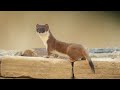 Bandita The Super Stoat | Watch this Stoat Mum raise her cute kits | Stoats