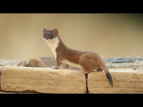 Video: Stoat: Navade In Metode Pridobivanja Hrane