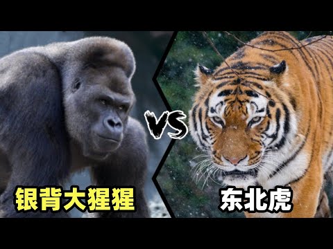 银背大猩猩vs东北虎，当人科老大遇到猫科二弟，谁会笑到最后呢？