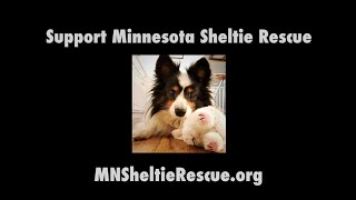 Minnesota Sheltie Rescue