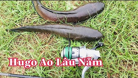 Câu Cá Lóc ,Lure Cá Lóc Bằng Nháy Thật , Cá Sắt Cá Lóc. Lưỡi Câu Cá Lóc.Săn Hugo | Đại Ngáo Vlog