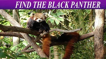 Can You Find The Hidden Objects | 99% Fail | New Game | Brain Teaser | Mind Booster