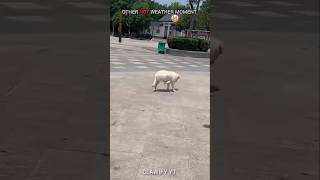 turtle had supersonic speed ☠️ #usa #shortsfeed #trending