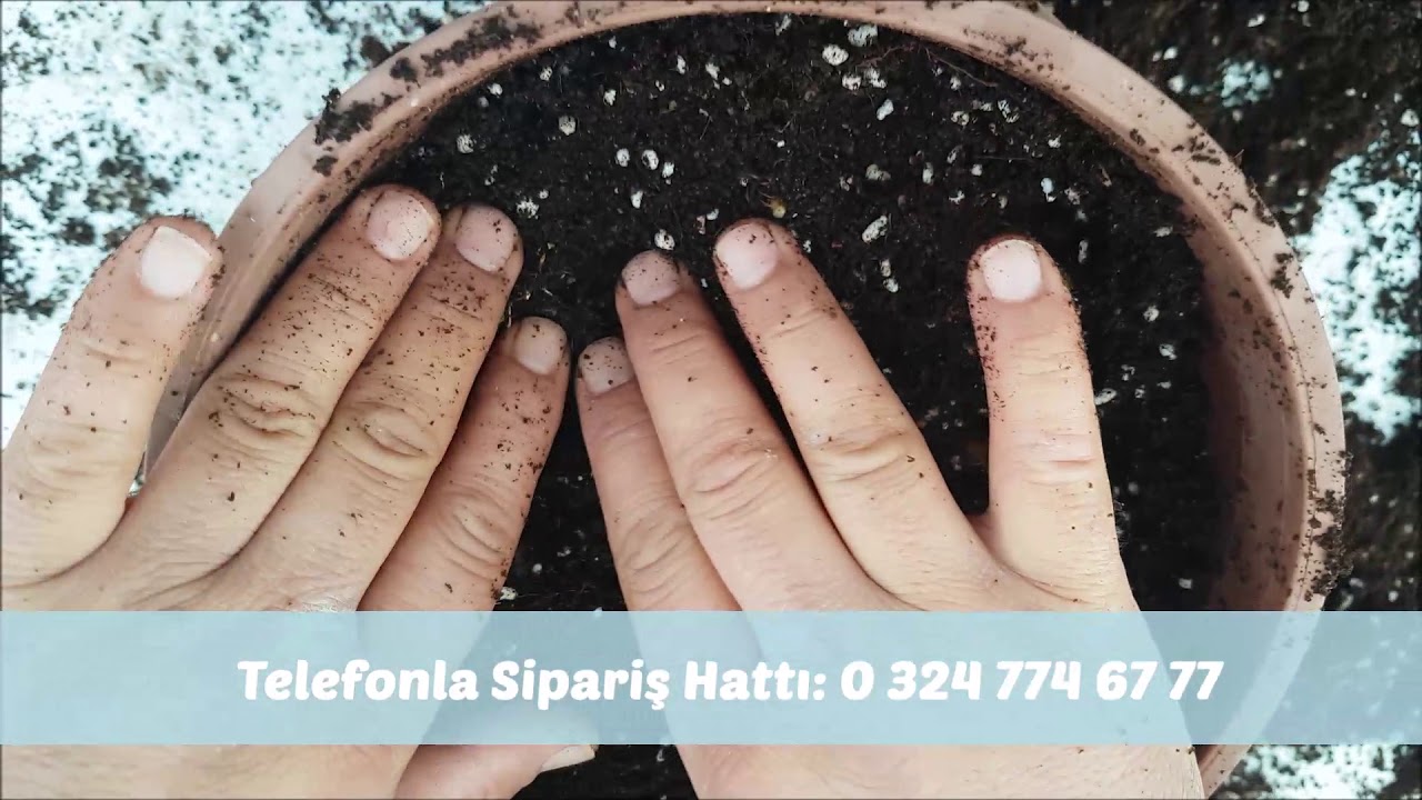 Çiğdem Soğanı Nasıl Ekilir?