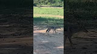 African Jackal in the savannah