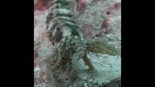 El Pepino De Mar Gusano Manchado Synapta Maculata