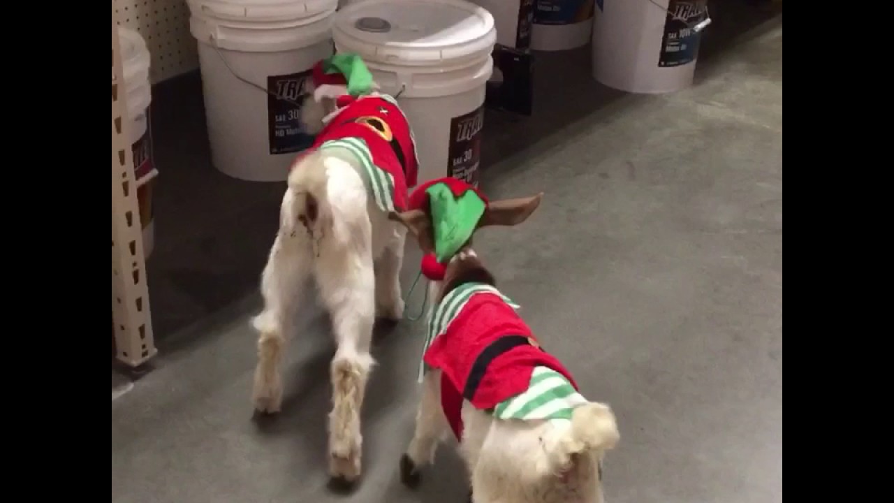 Tractor Supply Elves Youtube