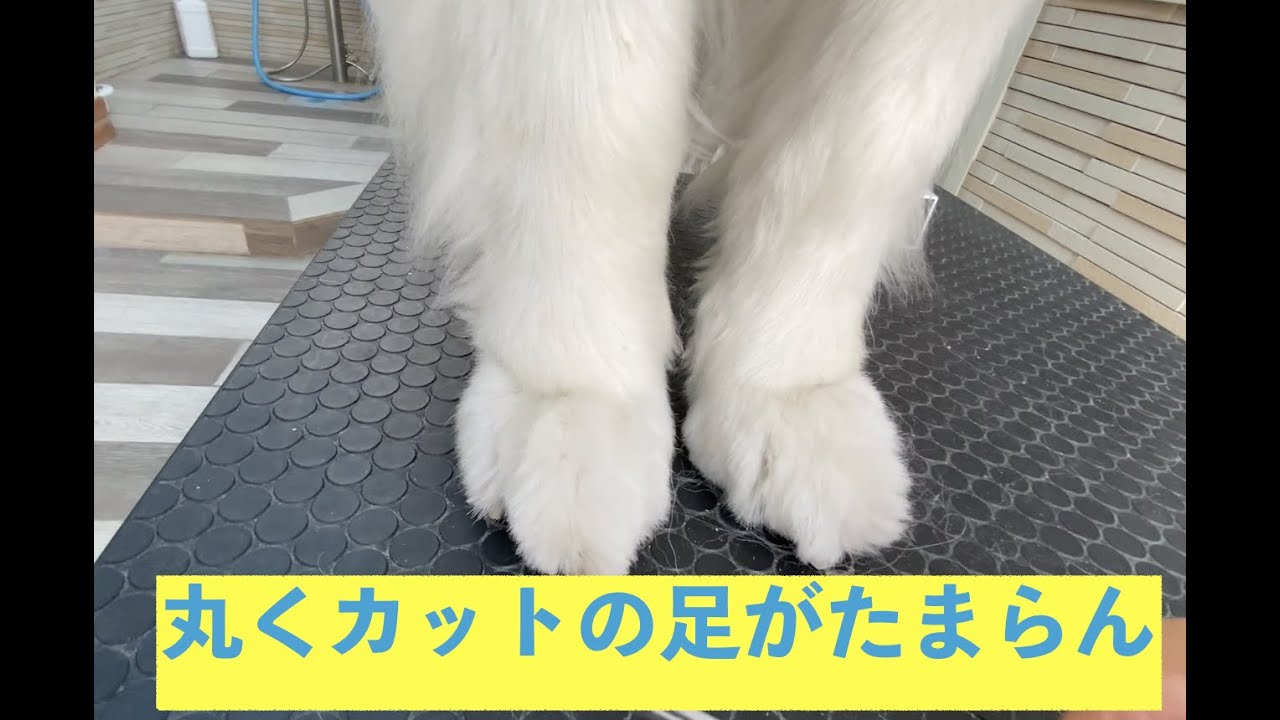 お手入れ用品　ご紹介　グレートピレニーズ