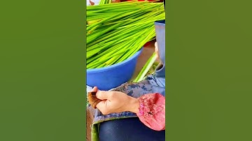 A unique way for farmers to cut taro stems with thread #shorts