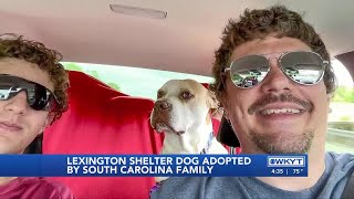 WATCH | Wrong Lexington leads to right family for shelter dog