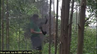 Thành quả đánh chèo bẻo di cư đêm