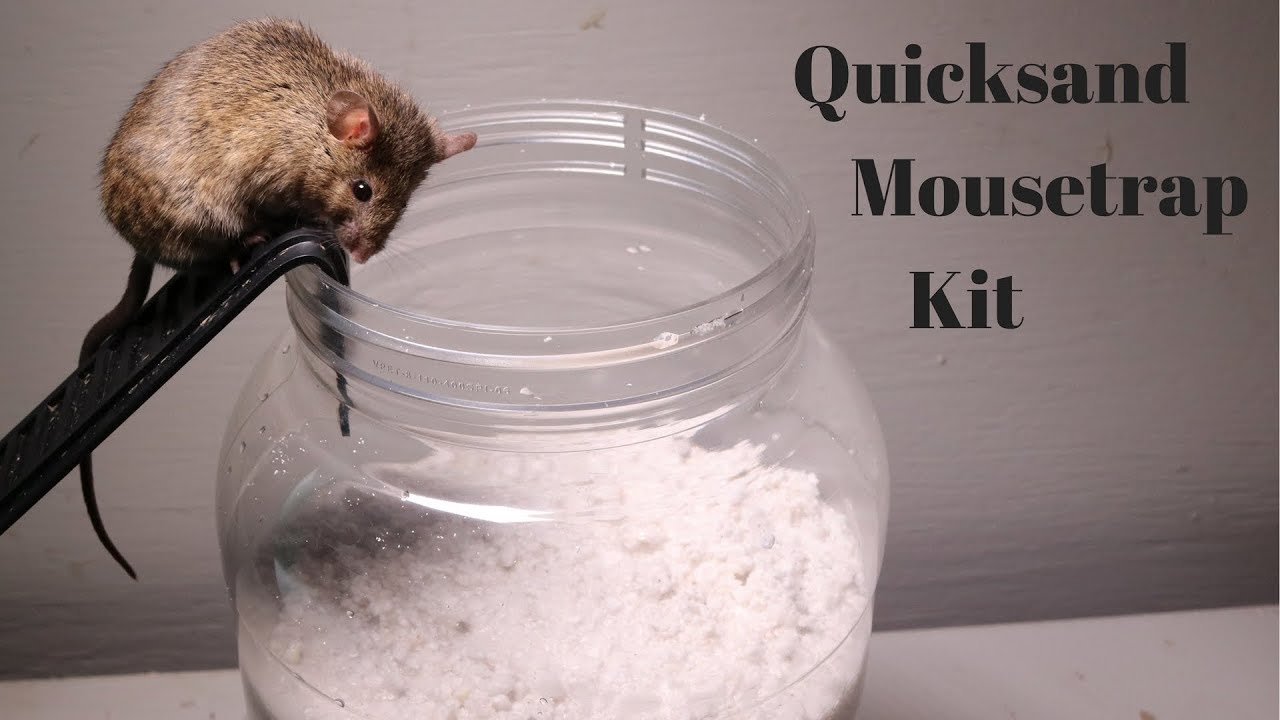 Testing Out The Quicksand Mouse Trap Kit Sold On Amazon. YouTube