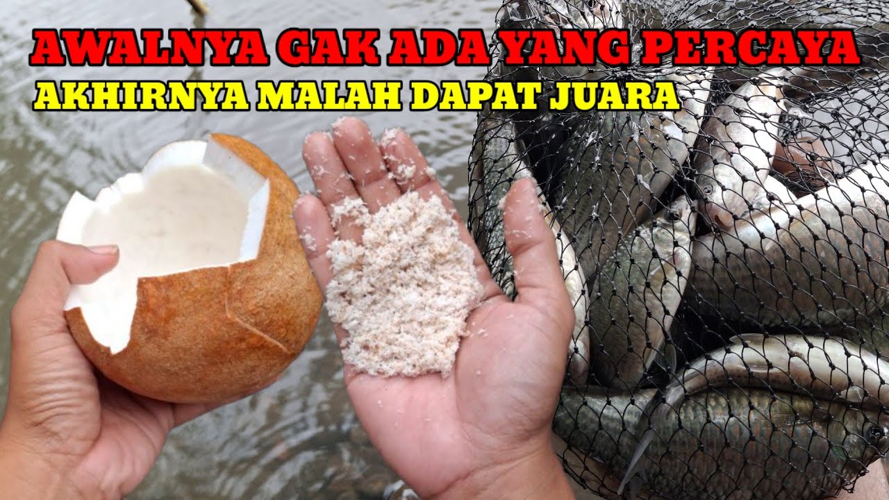 GRATED COCONUT BAIT‼️MAKES OPPONENTS MENTALLY FRIGHTENED