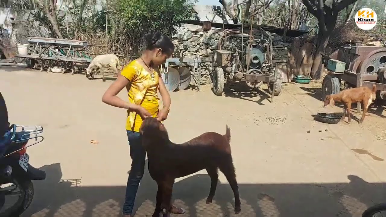 goat vaccination - YouTube