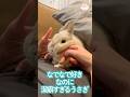 潔癖すぎるうさぎ　#shorts