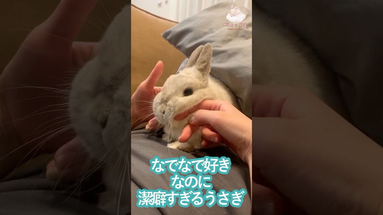 潔癖すぎるうさぎ　#shorts