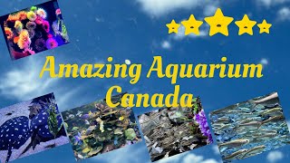 Amazing Aquarium’s Canada 🇨🇦