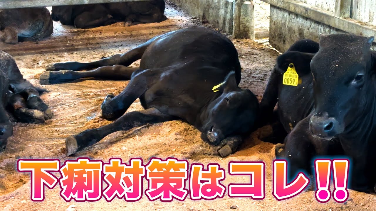 我が家の下痢対策はコレ❗️