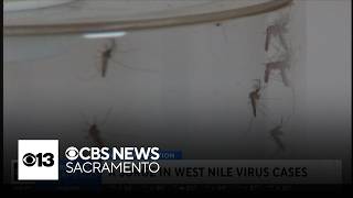 West Nile Virus activity in California at 5-year high