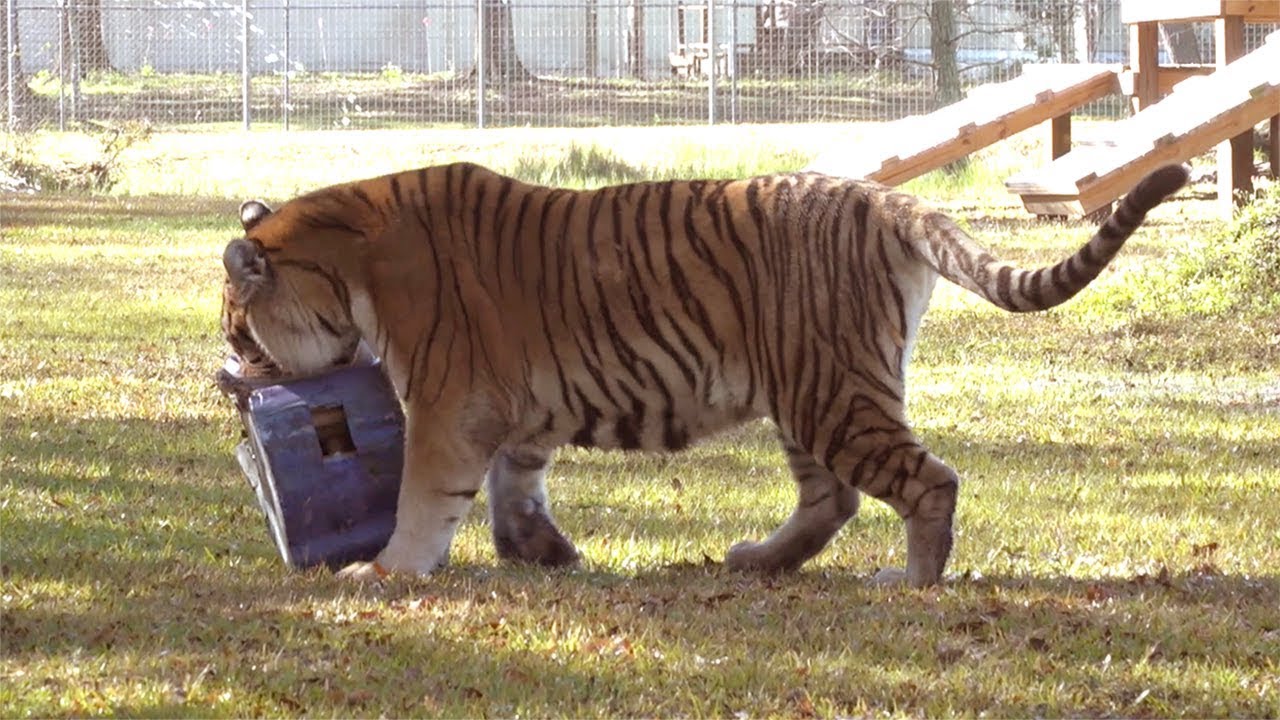 profit and loss statement Tiger Predicts BIG GAME Winner