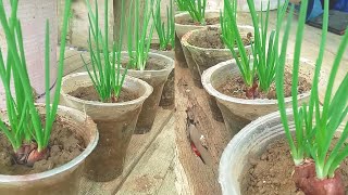 The best NPK fertilizer for onion plants