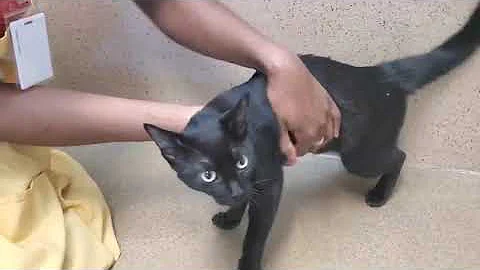 Watch the video about Ebony A896093 (ADOPTED 7/8/25)