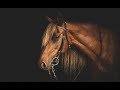 Million eyes equestrian music