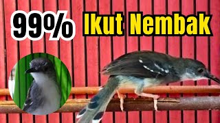 Download Lagu MASTERAN SUARA TEMBAKAN CIBLEK KRISTAL BREN FULL KOMPLIT | 99% IKUT NEMBAK RAPET KONSLET PANJANG !!! MP3